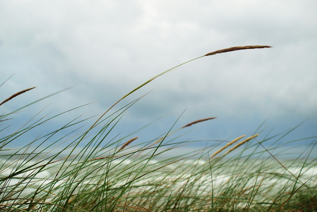 רַב לְהושִׁיעַ, מַשִּׁיב הָרוּחַ וּמורִיד הַטָּל