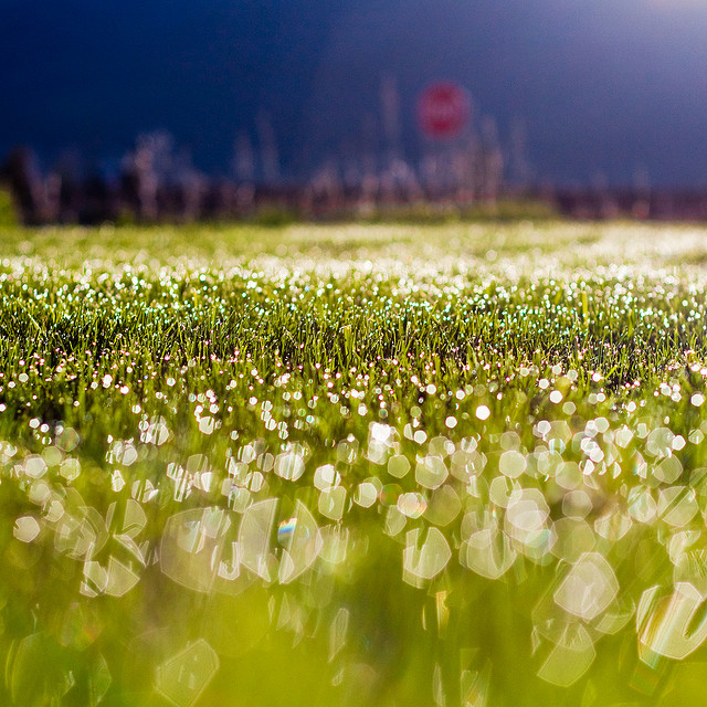 רְבָבָה, כְּצֶמַח הַשָּׂדֶה נְתַתִּיךְ