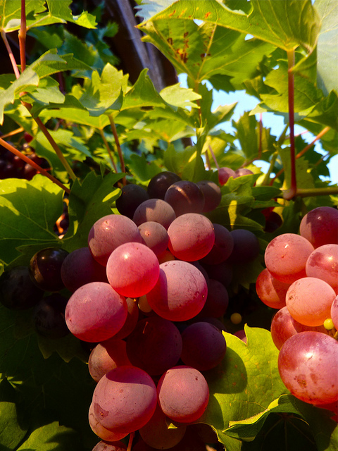 מהו כִּבֵּס בַּיַּיִן לְבֻשׁוֹ, וּבְדַם-עֲנָבִים סוּתֹה