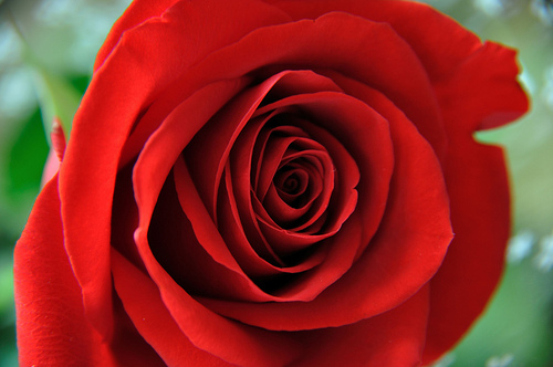 הקדמת ספר הזהר מאמר השושנה