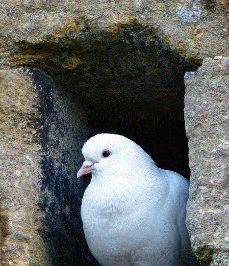 מהי יוֹנָתִי בְּחַגְוֵי הַסֶּלַע בְּסֵתֶר הַמַּדְרֵגָה בנפש האדם פנימה