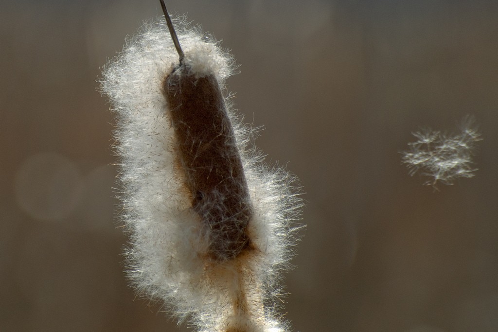 משנכנס אדר מרבין בשמחה, מקור השם אדר לפי חכמת הקבלה