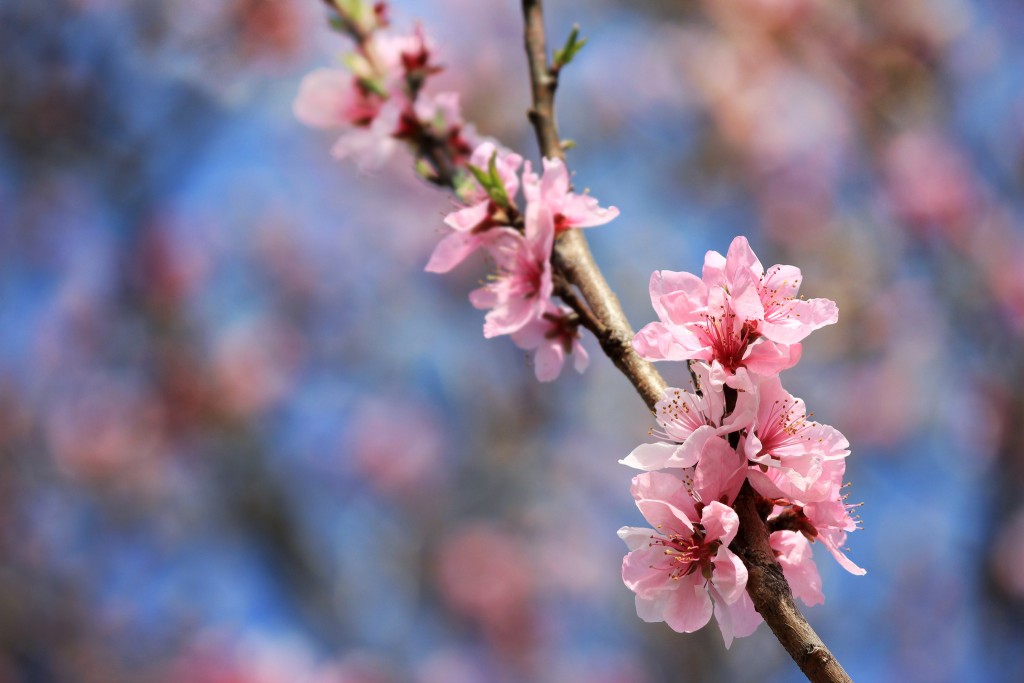 פיירוז, אגוזי לוז, ט"ו בשבט ומגילת שיר השירים