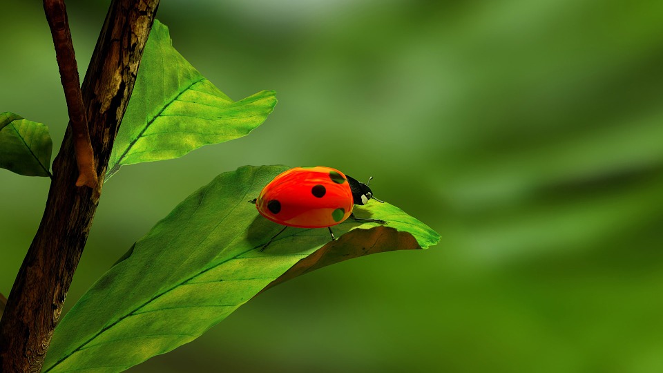 ladybird-163480_960_720