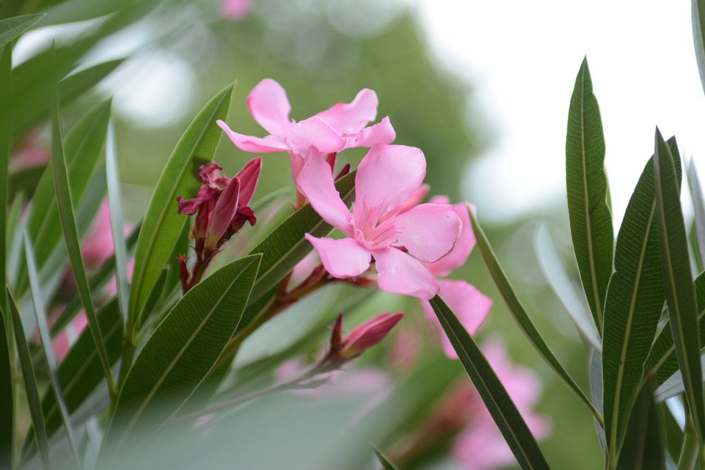 בְּעִיר אַחַת שְׁמָהּ נִיס