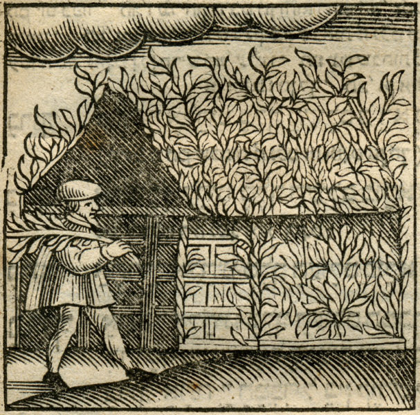 אִישׂ שִׂיחוֹ