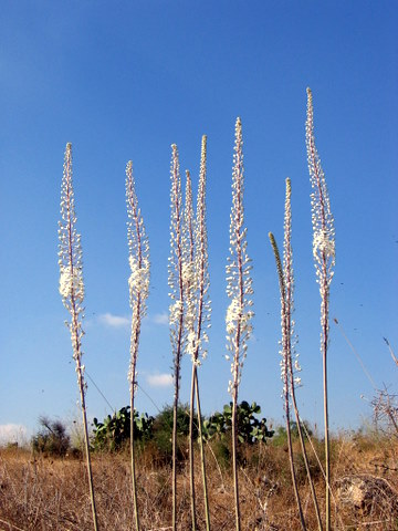 וְהָיָה הַתַּפּוּחַ קֵדָר