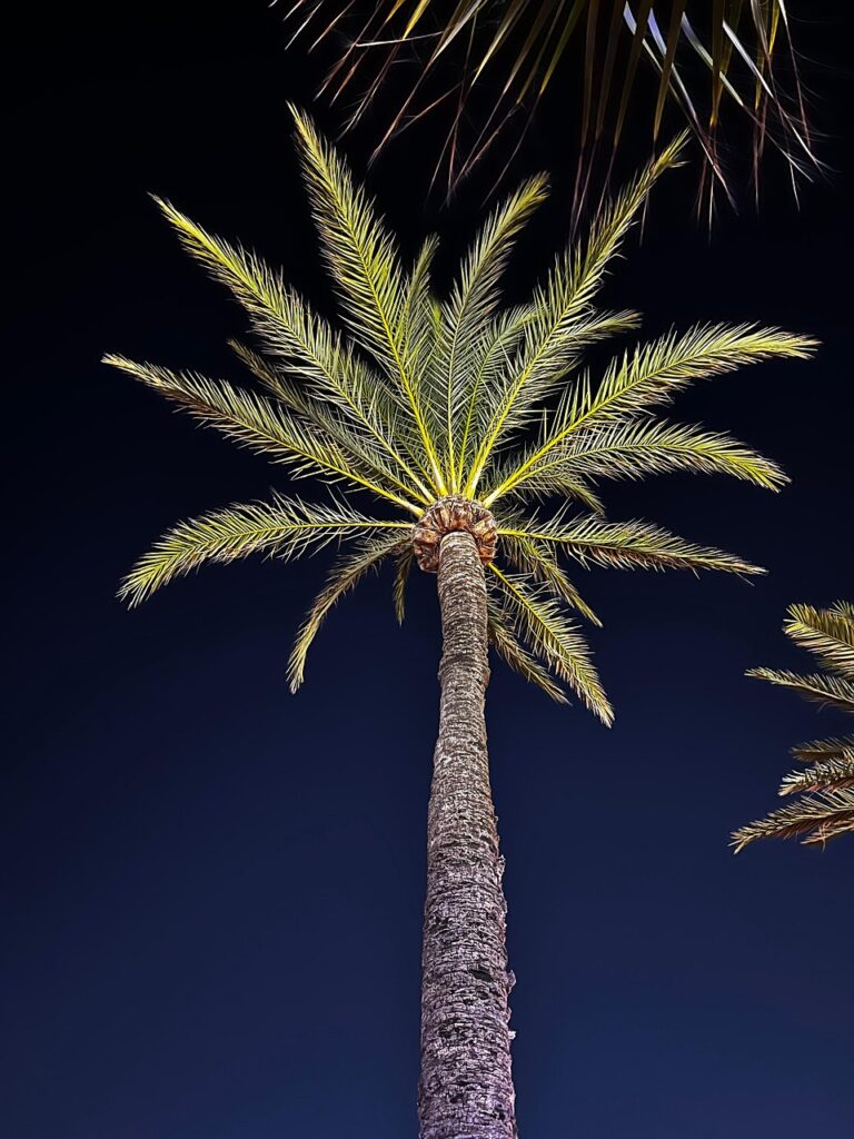 כְּשֶׁיָּדְךָ כַּפּוֹתֶיךָ מָלְאוּ תְּמָרִים שֶׁל לַיְלָה