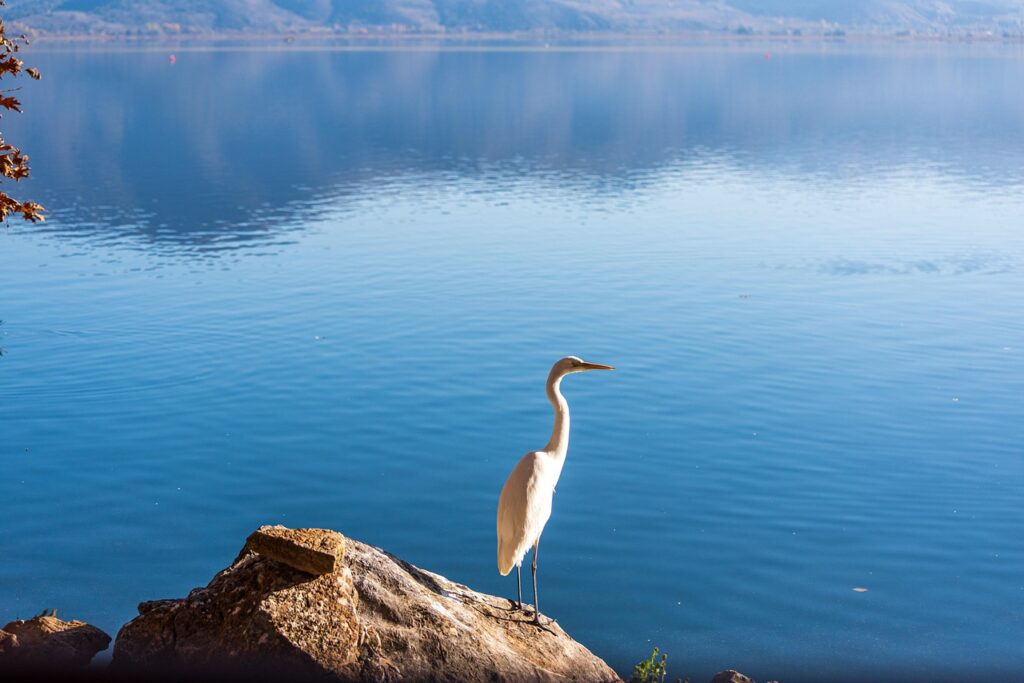 וּבְמֶרְחַק אֲנָפָה