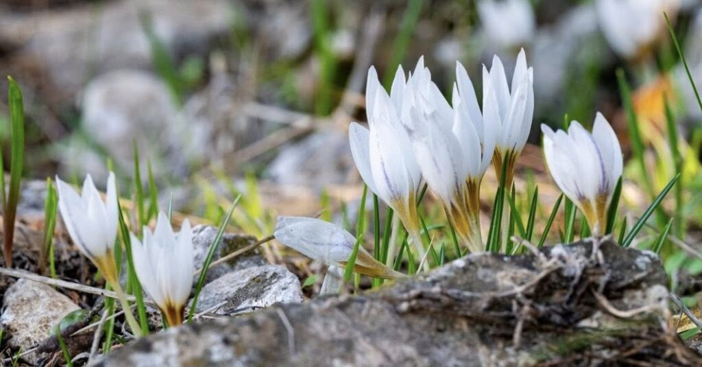 הֲרֵי יֶרַח בּוּל