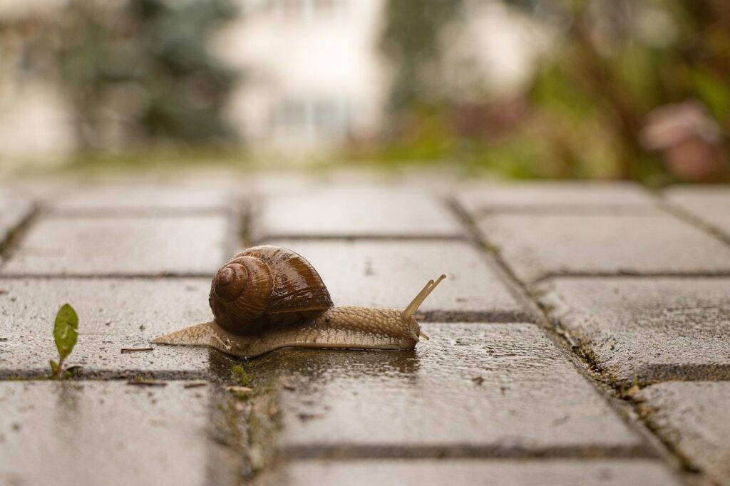 וַאֲפֵקָה הָעִיר