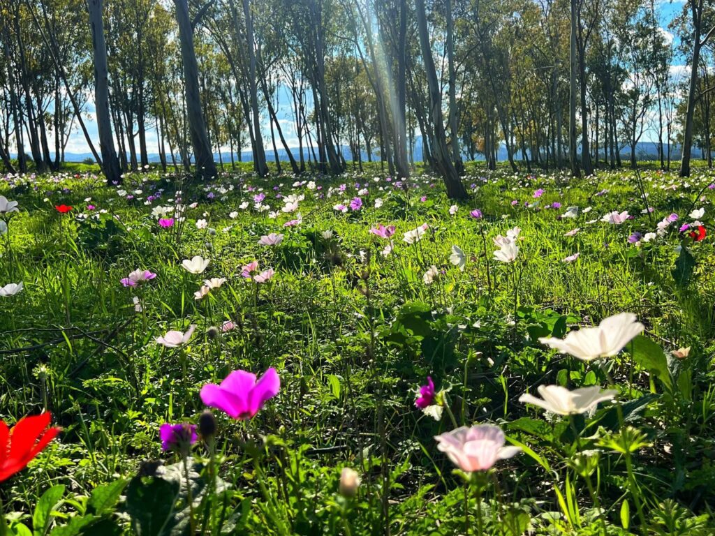 הָסֵר מֵעָלֶיךָ בִּגְדֵי הַשַּׁלְהֶבֶת