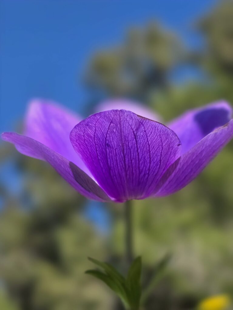 שׁוּב יָבוֹא שֶׁקֶט