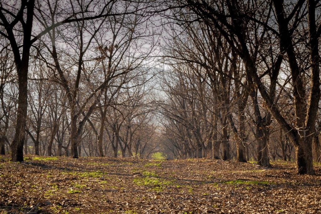 וְאִם תֵּשְׁבִי בָּרוּחַ