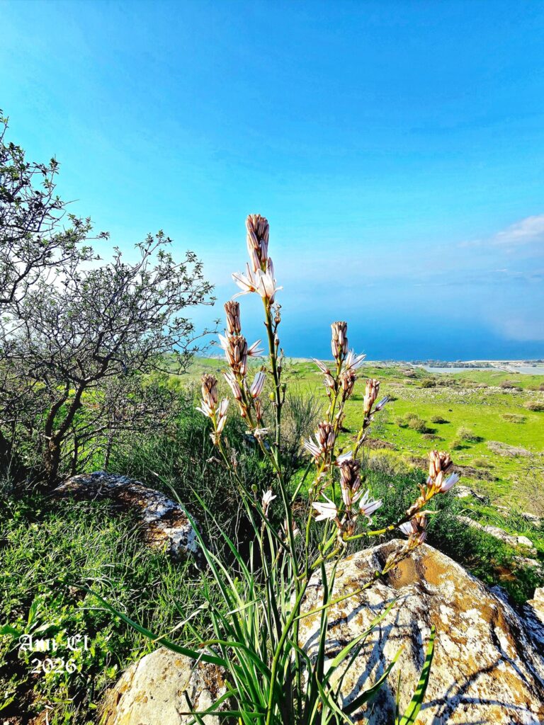 וְרָבִיד וַעֲנָק שֶׁהוּשַׂם עַל חֶבְרוֹן