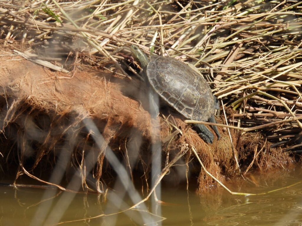 מִמֶּנּוּ לָמַד גַּם הַבְּרִיטִי