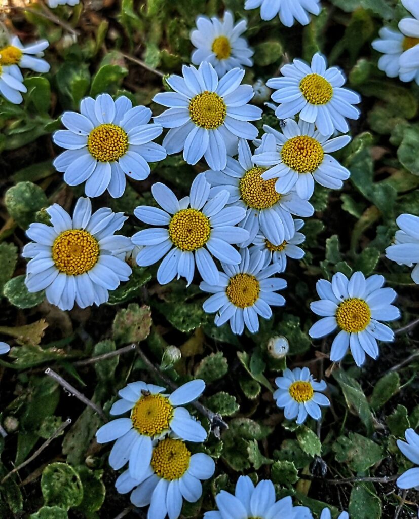 וּשְׁמֵי הַפֶּלֶא