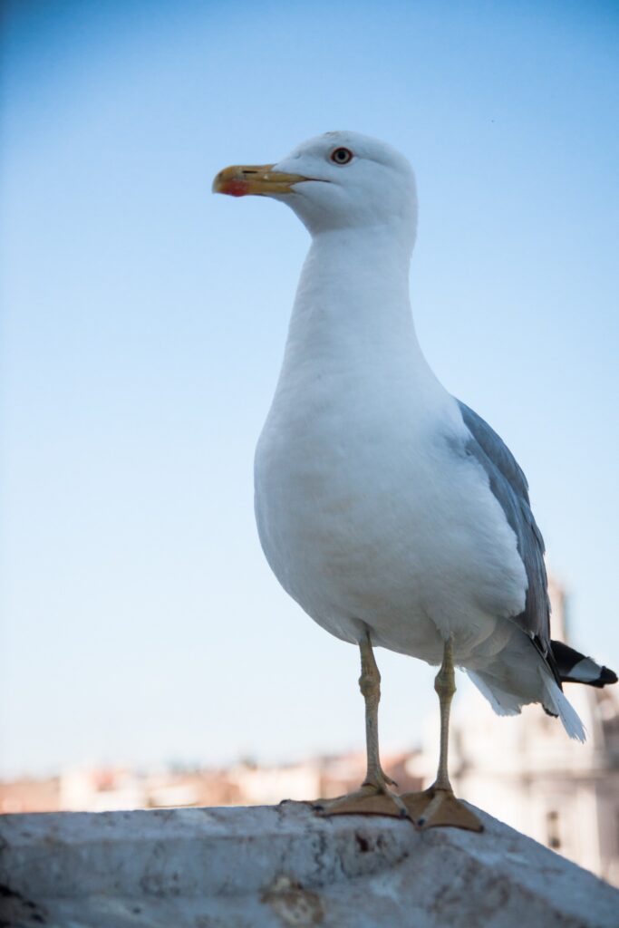 אַלְבַּטְרוֹס הוּא עוֹף הַמַּיִם